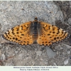 melitaea persea female 1a